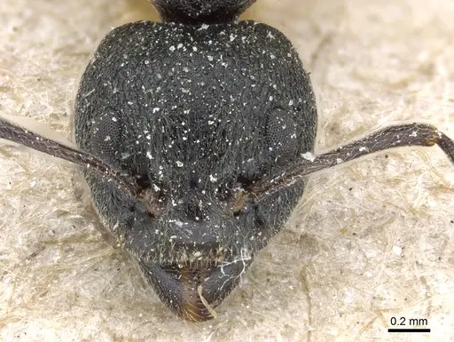Dolichoderus tuberifer specimen CASENT0905019 image casent0905019_2