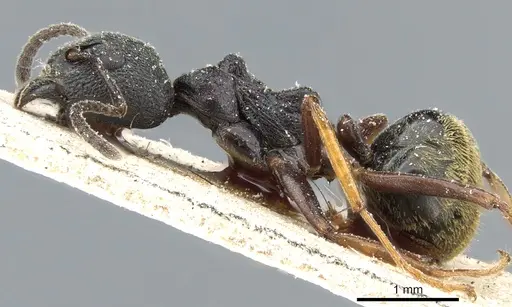 Dolichoderus tuberifer specimen CASENT0905019 image casent0905019_3