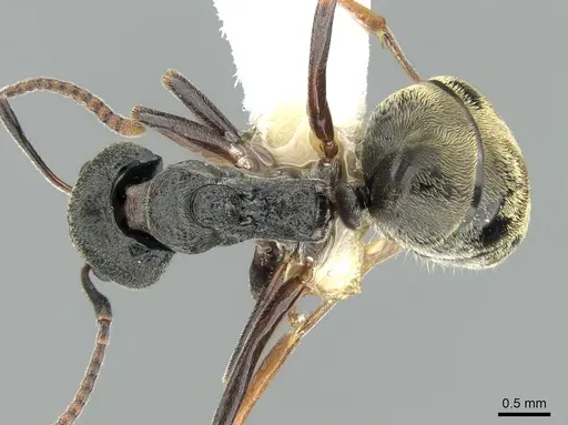 Dolichoderus tuberifer specimen CASENT0906205 image casent0906205_1