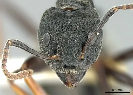 Dolichoderus tuberifer specimen CASENT0906205 image casent0906205_2