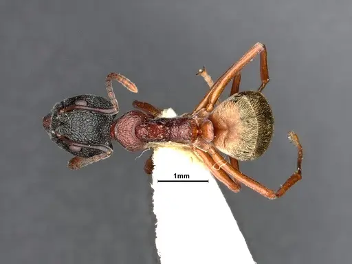 Dolichoderus tuberifer specimen SMFHYM0008901 image smfhym0008901_1