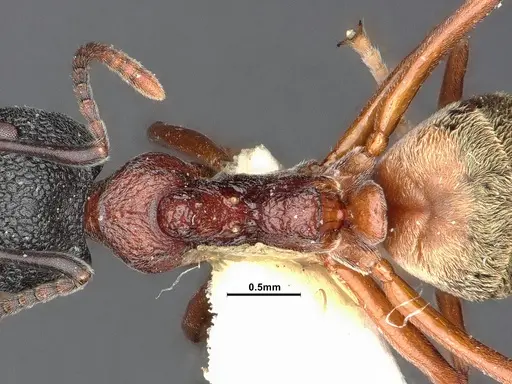 Dolichoderus tuberifer specimen SMFHYM0008901 image smfhym0008901_2