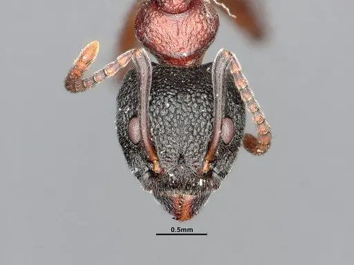 Dolichoderus tuberifer specimen SMFHYM0008901 image smfhym0008901_3