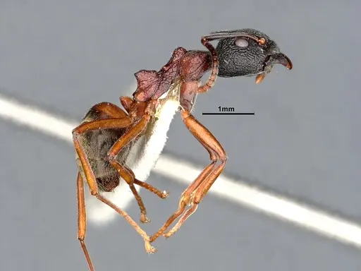 Dolichoderus tuberifer specimen SMFHYM0008901 image smfhym0008901_4