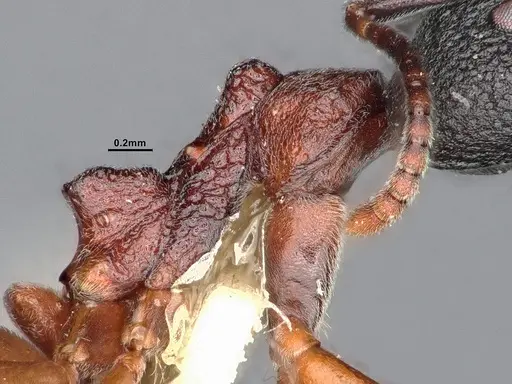 Dolichoderus tuberifer specimen SMFHYM0008901 image smfhym0008901_5