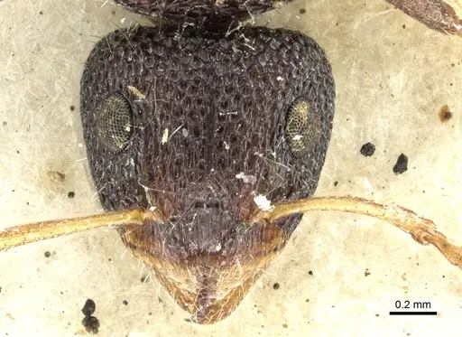 Dolichoderus turneri specimen CASENT0902978 image casent0902978_2
