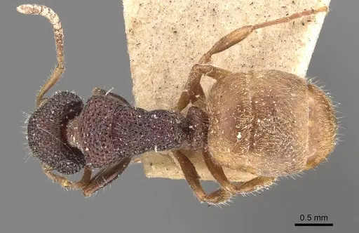 Dolichoderus turneri specimen CASENT0907609 image casent0907609_1