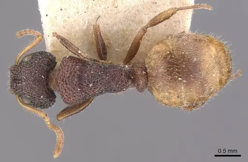 Dolichoderus turneri specimen CASENT0909476 image casent0909476_1