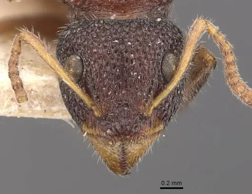 Dolichoderus turneri specimen CASENT0909476 image casent0909476_2