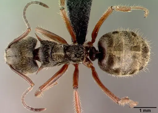 Dolichoderus validus specimen CASENT0040148 image casent0040148_1