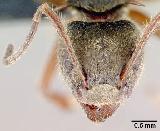 Dolichoderus validus specimen CASENT0040148 image casent0040148_2