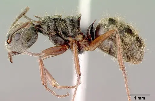 Dolichoderus validus specimen CASENT0040148 image casent0040148_3