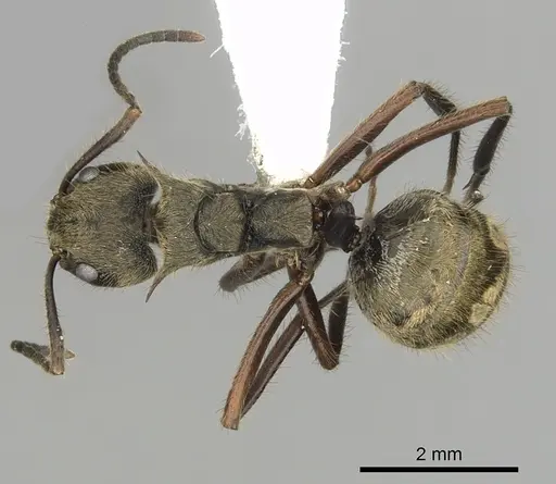 Dolichoderus validus specimen CASENT0249653 image casent0249653_1