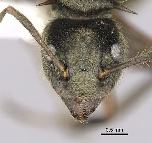 Dolichoderus validus specimen CASENT0249653 image casent0249653_2