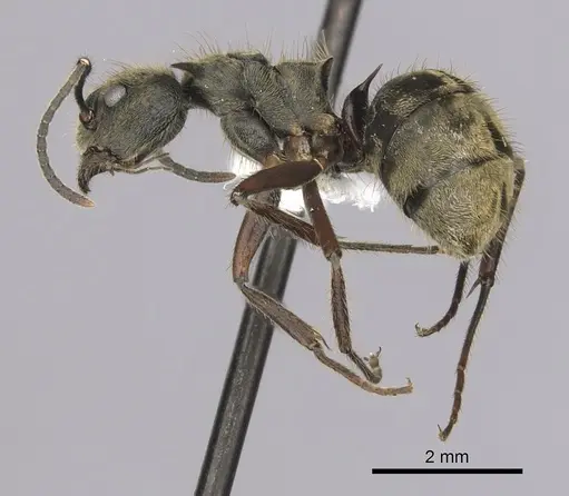 Dolichoderus validus specimen CASENT0249653 image casent0249653_3