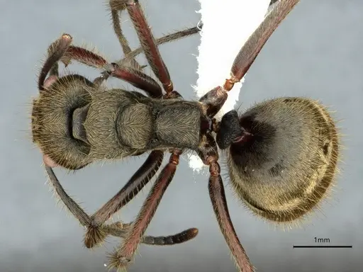 Dolichoderus validus specimen CASENT0866540 image casent0866540_1