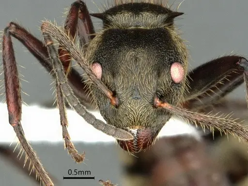 Dolichoderus validus specimen CASENT0866540 image casent0866540_2