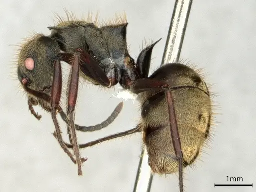 Dolichoderus validus specimen CASENT0866540 image casent0866540_3