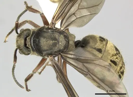Dolichoderus validus specimen INB0003662377 image inb0003662377_1
