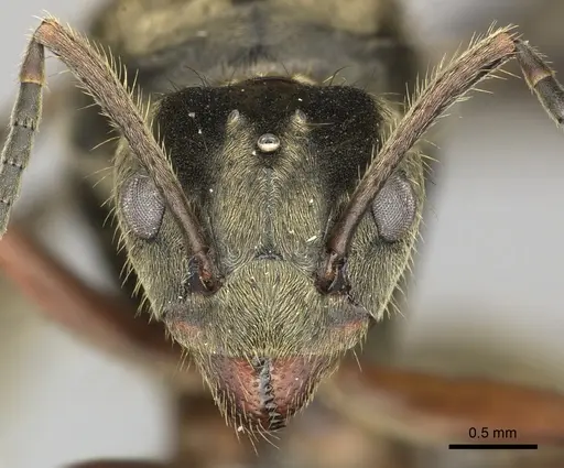 Dolichoderus validus specimen INB0003662377 image inb0003662377_2