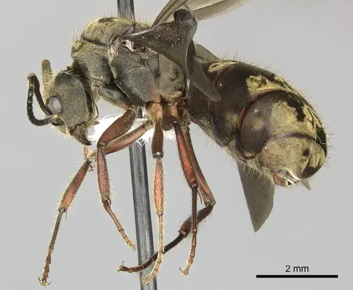 Dolichoderus validus specimen INB0003662377 image inb0003662377_3