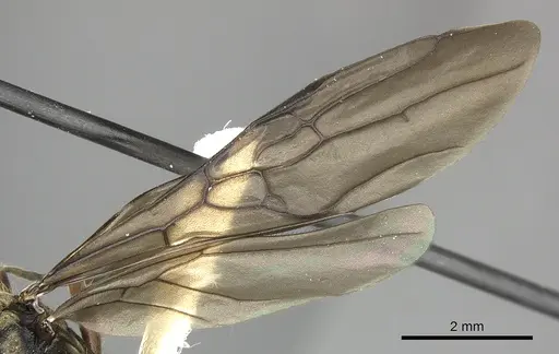 Dolichoderus validus specimen INB0003662377 image inb0003662377_4