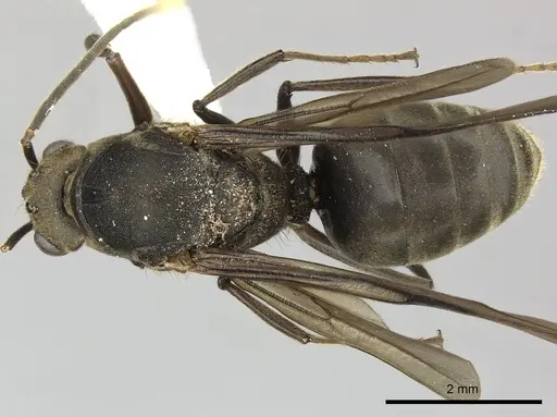 Dolichoderus validus specimen INBIOCRI001280169 image inbiocri001280169_1