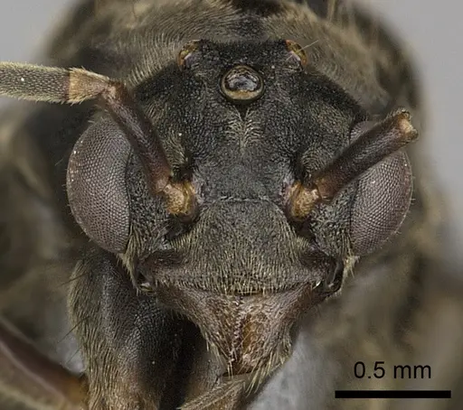 Dolichoderus validus specimen INBIOCRI001280169 image inbiocri001280169_2