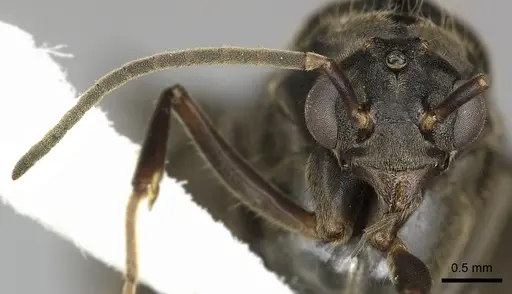 Dolichoderus validus specimen INBIOCRI001280169 image inbiocri001280169_3