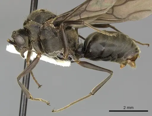 Dolichoderus validus specimen INBIOCRI001280169 image inbiocri001280169_4