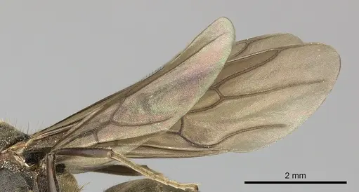 Dolichoderus validus specimen INBIOCRI001280169 image inbiocri001280169_5