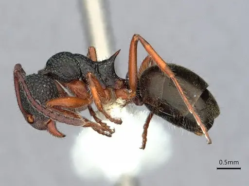 Dolichoderus ypsilon specimen CASENT0886023 image casent0886023_3