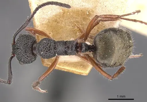 Dolichoderus ypsilon specimen CASENT0909477 image casent0909477_1