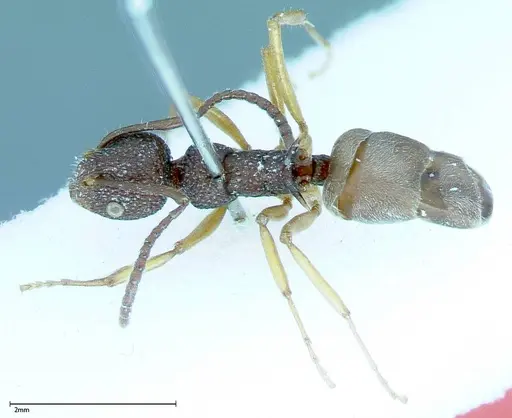 Dolichoderus ypsilon specimen FOCOL0023 image focol0023_1