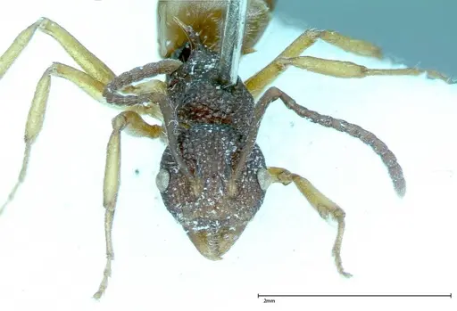 Dolichoderus ypsilon specimen FOCOL0023 image focol0023_2