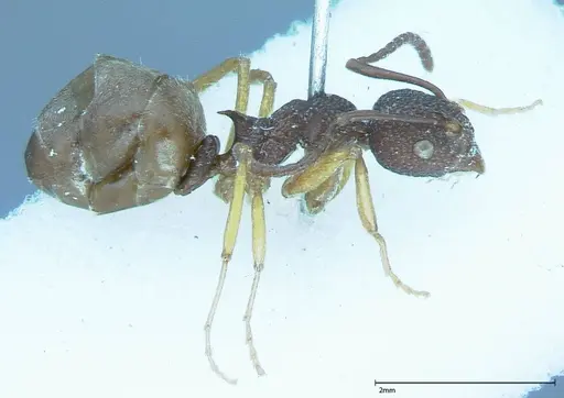 Dolichoderus ypsilon specimen FOCOL0023 image focol0023_3