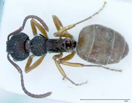 Dolichoderus ypsilon specimen FOCOL0038 image focol0038_1