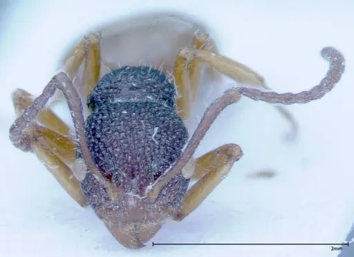 Dolichoderus ypsilon specimen FOCOL0038 image focol0038_2