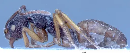 Dolichoderus ypsilon specimen FOCOL0038 image focol0038_3