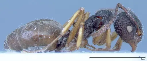 Dolichoderus ypsilon specimen FOCOL0038 image focol0038_4