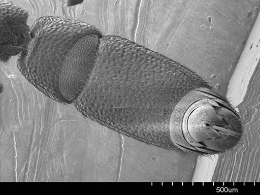 Dolioponera fustigera specimen ANTWEB1008521 image antweb1008521_1
