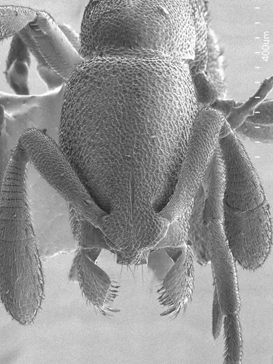 Dolioponera fustigera specimen ANTWEB1008521 image antweb1008521_2