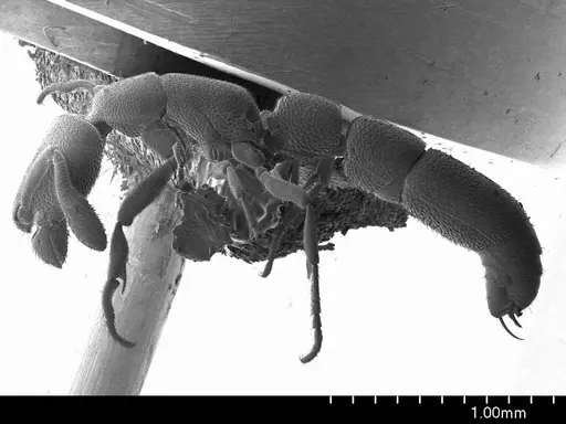 Dolioponera fustigera specimen ANTWEB1008521 image antweb1008521_3