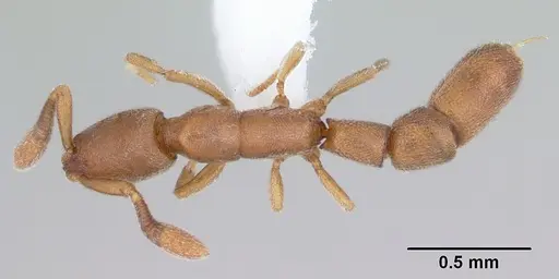 Dolioponera fustigera specimen CASENT0000078 image casent0000078_1