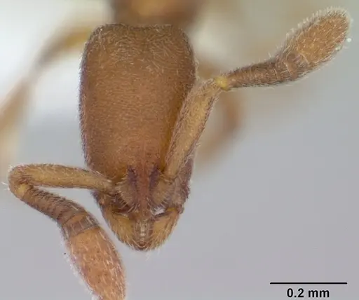 Dolioponera fustigera specimen CASENT0000078 image casent0000078_2