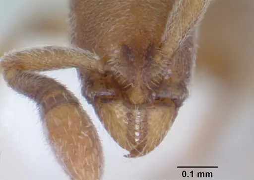 Dolioponera fustigera specimen CASENT0000078 image casent0000078_3
