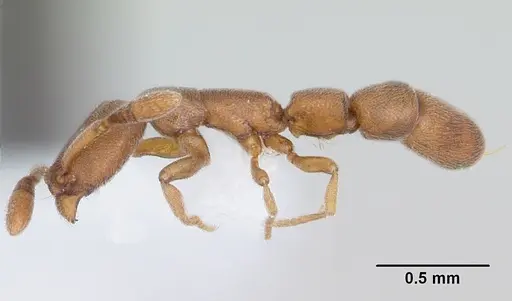 Dolioponera fustigera specimen CASENT0000078 image casent0000078_4