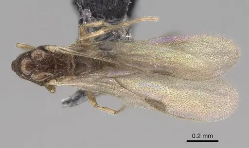 Dolioponera fustigera specimen CASENT0090028 image casent0090028_1