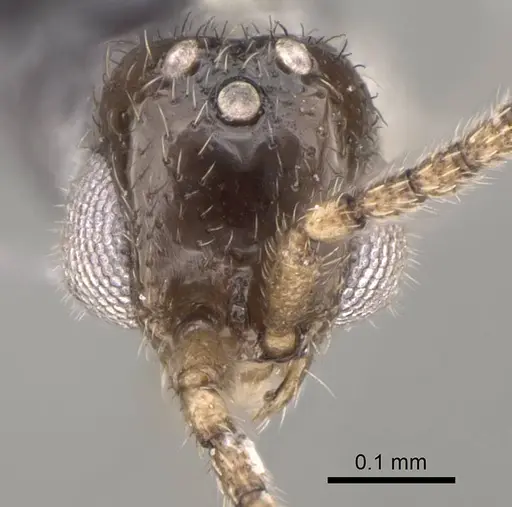 Dolioponera fustigera specimen CASENT0090028 image casent0090028_2