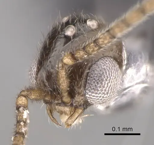 Dolioponera fustigera specimen CASENT0090028 image casent0090028_3